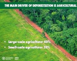 Image of Deforestation for largescale agriculture
