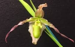 Image result for Dipcadi longifolium