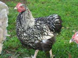 Fancy chickens chickens and roosters chickens backyard chicken bird chicken runs beautiful chickens beautiful birds chicken breeds chicken coops. Silver Laced English Orpington Lots A Cluckin Farm Facebook
