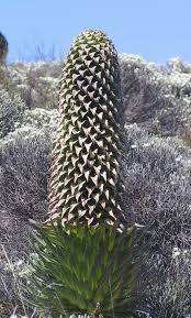 Image result for Lobelia dissecta