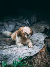 Huge collection of dog hd wallpapers for iphone 6: Shih Tzu Wallpapers For Mobile Iphone Great Love Art