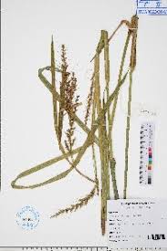 Image result for Scleria globonux