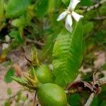 Image result for Gardenia resinifera