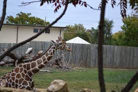 Little Lady Long Neck Zoo Pictures Topeka Zoo Picture