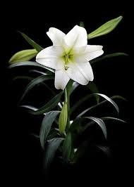 Easter Lily Good Morning Flowers Good Morning Flowers Pictures Morning Flowers