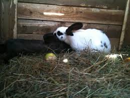 Ab wann, wer und warum? Kaninchen Mit Zwergkaninchen Paaren Tiere Hasen