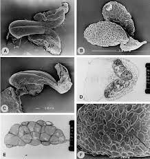 Image result for Xysmalobium sessile