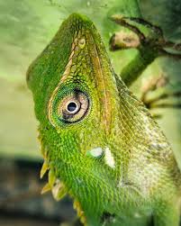 Image result for Urochloa jubata