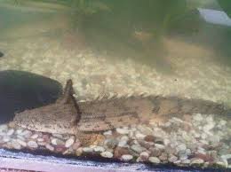 Ikan palmas adalah ikan yang tergolong dalam family polypteridae (bichir), berarti ikan palmas yaitu ikan pemangsa (predator), carnivora. Pollypterium Pollypterus Aquarium Posts Facebook