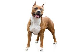 Although the ears may be cropped, it is preferred that they be left in their natural rose shape. American Staffordshire Terrier Dog Breed Information