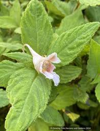Image result for Impatiens gomphophylla