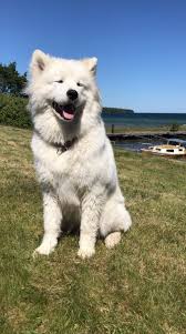 Samojedhailey Instagram Cute Animals Animals Samoyed