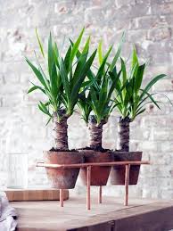 Yucca Hizli Teslimat Ev Bitkisi Ic Bahce Saksi