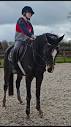 Midlands Racehorse Rehabilitation