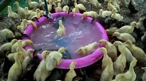 Maybe you would like to learn more about one of these? Streaming Ratusan Anak Bebek Rebutan Berenang Vidio