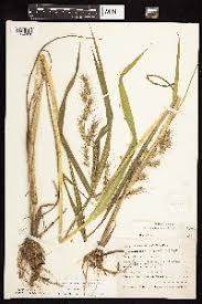 Image result for Echinochloa brevipedicellata