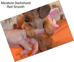 If you are searching for the perfect dachshund puppy to bring into your home, you have come to the right. Yrv5raixogozqm