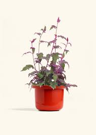 Image result for Gynura