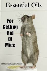 Peppermint Oil For Getting Rid Of Mice Organic Palace Queen Getting Rid Of Mice Mice Repellent Rodent Repellent