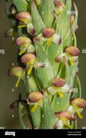 Image result for Holothrix longiflora