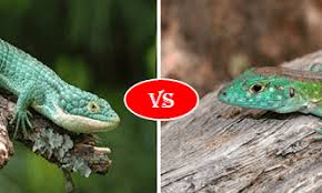 We did not find results for: Lizard Vs Gecko Fight Comparison Who Will Win