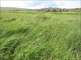 Image result for Ascolepis capensis