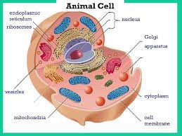 Lysosomes are small structures seen in animal cells that are filled with digestive enzymes. Section 1 2 Microscopes Allow Us To See Inside The Cell Ppt Download