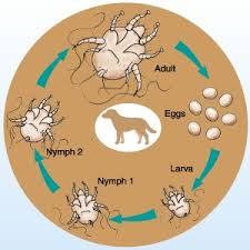 Image result for what do otodectes cynotis look like in dog fur