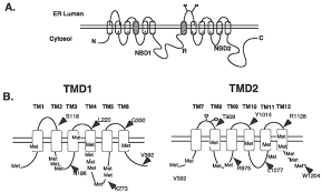 Cystic fibrosis transmembrane conductance regulator (cftr) is a membrane protein and chloride channel in vertebrates that is encoded by the cftr gene. Cooperativity And Flexibility Of Cystic Fibrosis Transmembrane Conductance Regulator Transmembrane Segments Participate In Membrane Localization Of A Charged Residue Journal Of Biological Chemistry