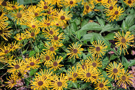 Image result for Centema subfusca