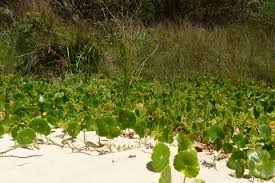 Image result for Hydrocotyle bonariensis