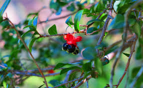 Image result for Ochna arborea