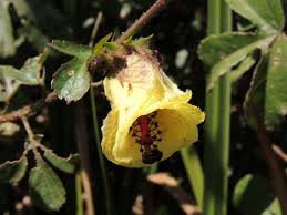 Image result for Hibiscus diversifolius