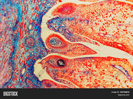 We did not find results for: Cells Biology Image Photo Free Trial Bigstock