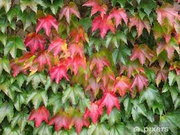 Image result for Parthenocissus quinquefolia