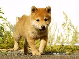 Shiba Inu Wallpapers Wallpaper Cave Shiba inu with a board cartoon. shiba inu wallpapers wallpaper cave
