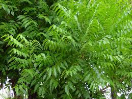 The fruit is a smooth, ellipsoidal drupe, up to almost 2 cm long. Neem World Crops Database