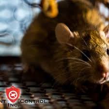 Compare the best los angeles pest control companies for bed bugs, termites, rats and more. Top 10 Best Pest Control Companies Near Hollywood Los Angeles Ca Last Updated January 2020 Yelp