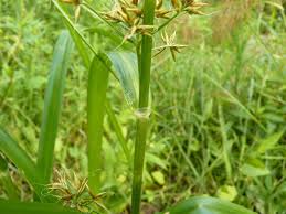 Image result for Rhynchospora brevirostris