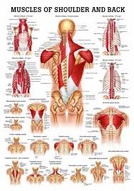 Covering an expanse from the neck to the tailbone, the back muscles are responsible for a broad range of functions, from extending the spine to shrugging the shoulders. Muscles Of The Shoulder And Back Laminated Anatomy Chart