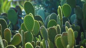 Résultat de recherche d'images pour "cactus"