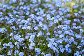 Painted planters and colorful pots are abundant at anthropolgie. How To Grow Forget Me Not Bbc Gardeners World Magazine