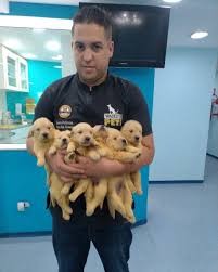 Danilo Magno Groomer