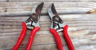 First use warm water and two teaspoons of dish soap to scrub away sap and dirt from the blades with a stiff brush. How To Sterilize Pruning Shears Make House Cool
