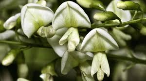 Image result for Styphnolobium