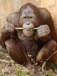 Kyle Got Floss Orangutan Animals Wild Orangutang