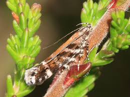 Image result for Ericinella