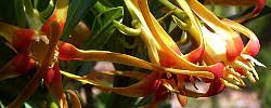 Image result for Strophanthus speciosus