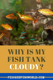Why Is My Fish Tank Cloudy In 2020 Fish Tank Fish Aquarium Sand