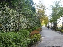 Sus follajes son muy brillosos y si poseen. Plantas Colgantes Eleccion De Interes En Paisajismo Y Jardineria